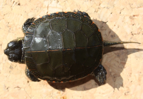 Chrysemys picta marginata