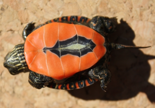 Chrysemys picta marginata