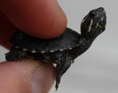 Moschusschildkr�te - Sternotherus odoratus