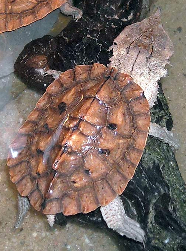 Fransenschildkröte - Chelus fimbriatus - Mata-Mata