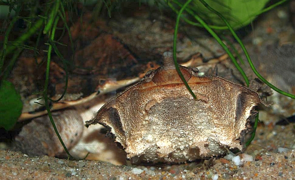 Fransenschildkröte - Chelus fimbriatus - Mata-Mata