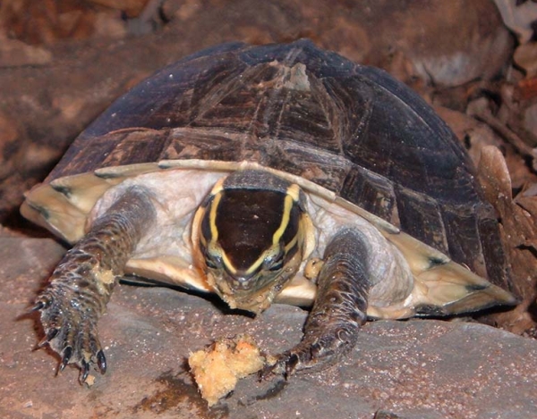 Amboina-Scharnierschildkrte oder Malayische Scharnierschildkrte - Cuora amboinensis