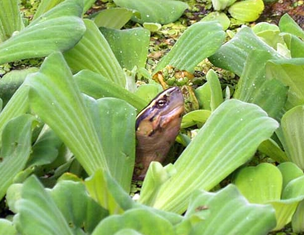 Amboina-Scharnierschildkrte oder Malayische Scharnierschildkrte - Cuora amboinensis