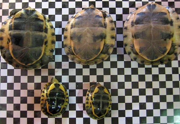 Amboina-Scharnierschildkröte oder Malayische Scharnierschildkröte - Cuora amboinensis