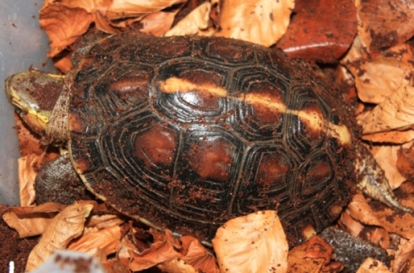 Gelbrand-Scharnierschildkrte - Cuora flavomarginata