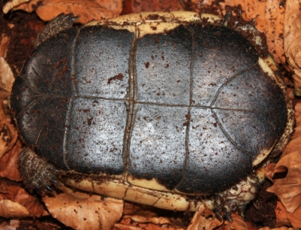 Gelbrand-Scharnierschildkrte - Cuora flavomarginata