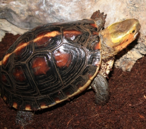 Gelbrand-Scharnierschildkröte - Cuora flavomarginata