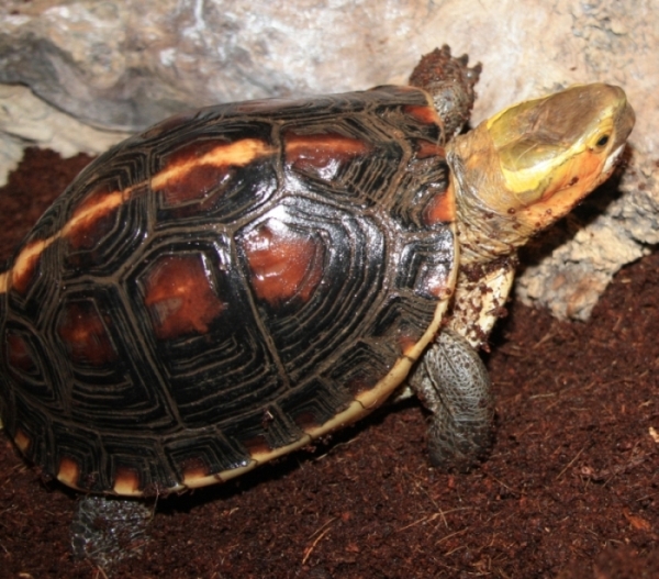 Gelbrand-Scharnierschildkrte - Cuora flavomarginata