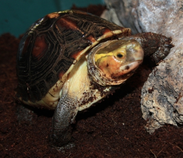 Gelbrand-Scharnierschildkrte - Cuora flavomarginata