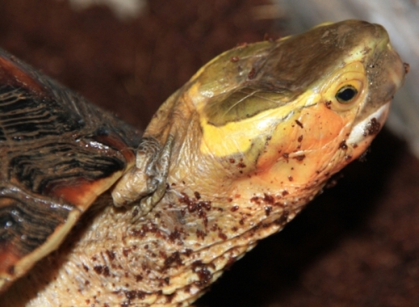 Gelbrand-Scharnierschildkröte - Cuora flavomarginata