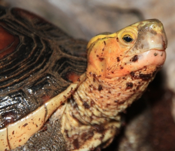 Gelbrandscharnierschildkröte - Cuora flavomarginata
