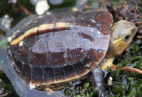 Gelbrandscharnierschildkrte - Cuora flavomarginata