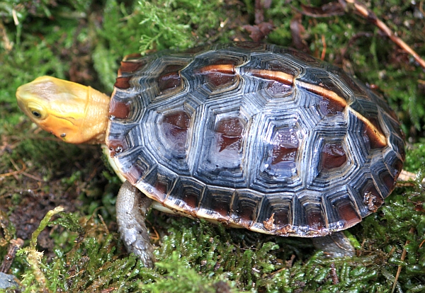 Gelbrandscharnierschildkrte - Cuora flavomarginata