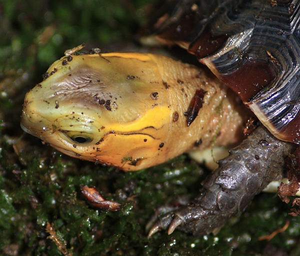 Gelbrandscharnierschildkröte - Cuora flavomarginata