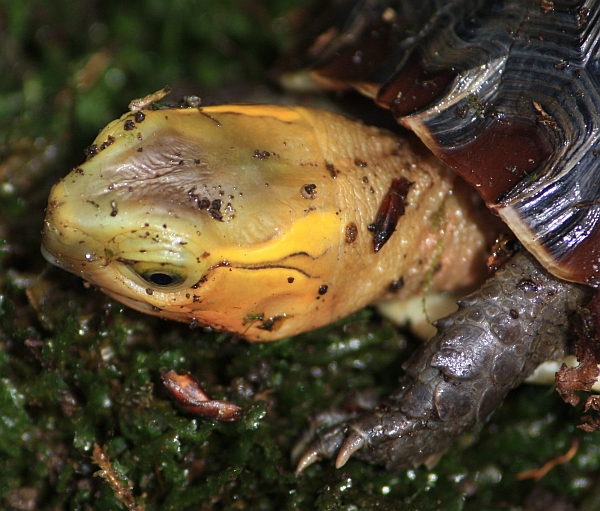 Gelbrandscharnierschildkrte - Cuora flavomarginata