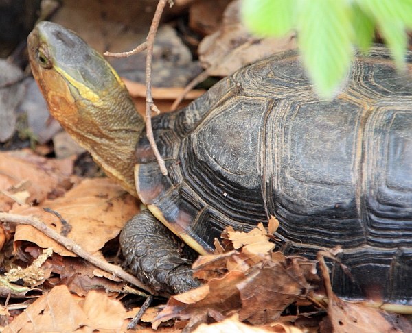 Gelbrandscharnierschildkrte - Cuora flavomarginata