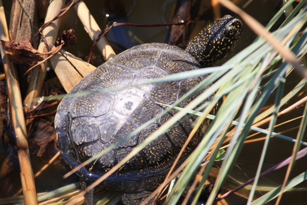 Emys orbicularis hellenica