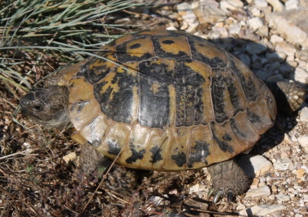 Korfu - Testudo hermanni boettgerie