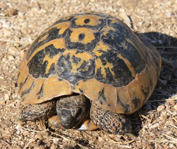 Korfu - Testudo hermanni boettgerie