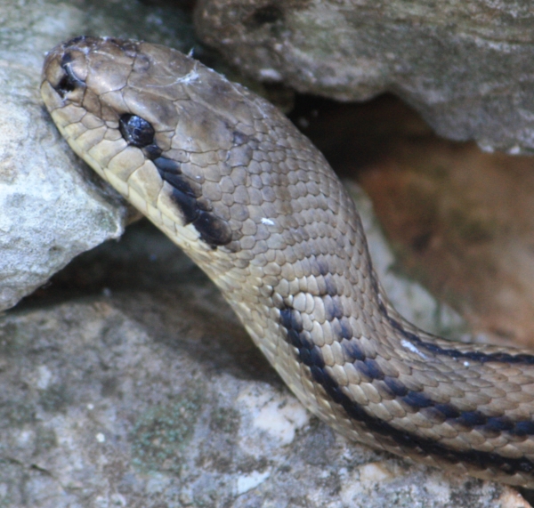 Korfu - Vierstreifennatter - Elaphe quatuorlineata