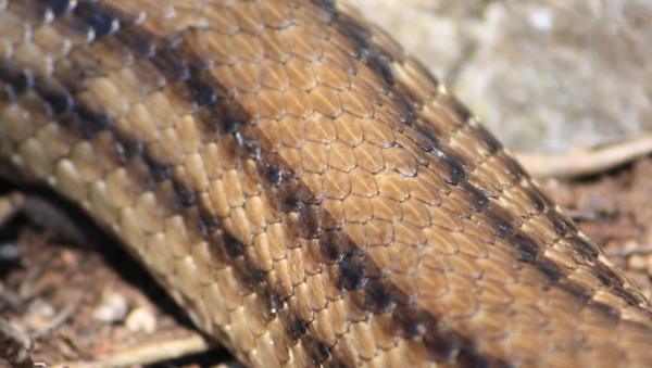 Korfu - Vierstreifennatter - Elaphe quatuorlineata