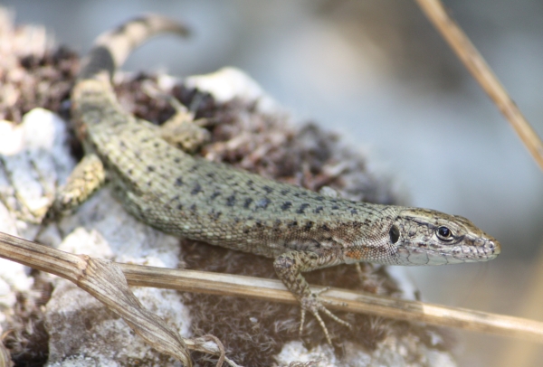 Korfu - Prachtkieleidechse - Algyroides nigropunctatus