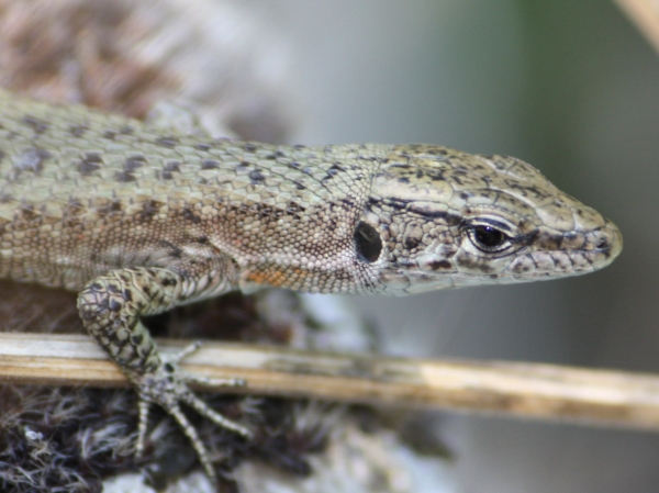 Korfu - Prachtkieleidechse - Algyroides nigropunctatus