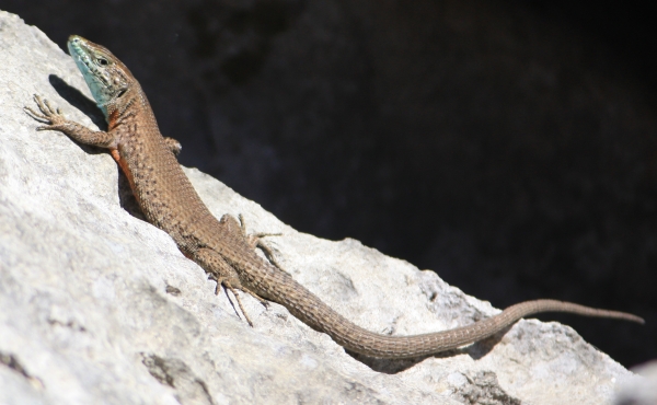 Korfu - Prachtkieleidechse - Algyroides nigropunctatus