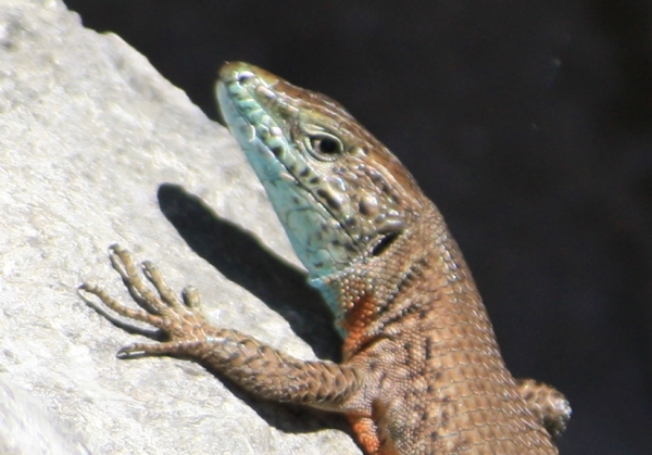 Korfu - Prachtkieleidechse - Algyroides nigropunctatus