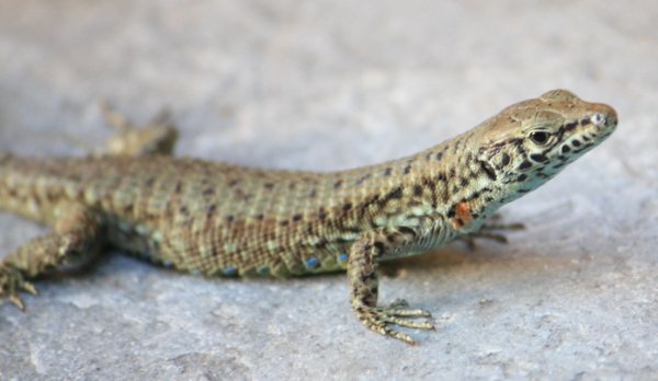 Korfu - Prachtkieleidechse - Algyroides nigropunctatus