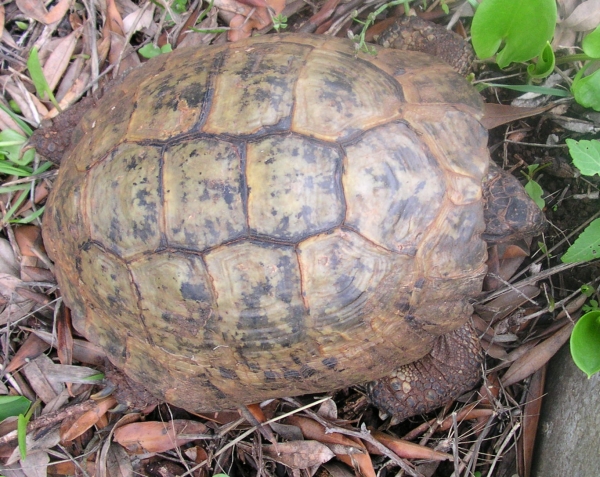 Korfu - Testudo hermanni boettgerie - Altes Weibchen