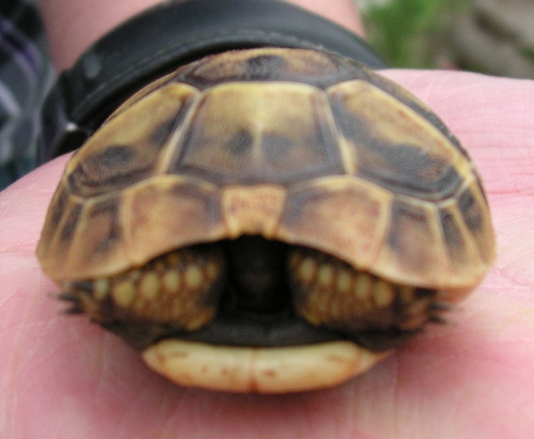 Korfu - Testudo hermanni boettgerie - Jungtier