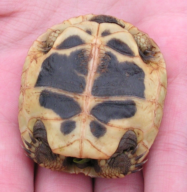 Korfu - Testudo hermanni boettgerie - Jungtier