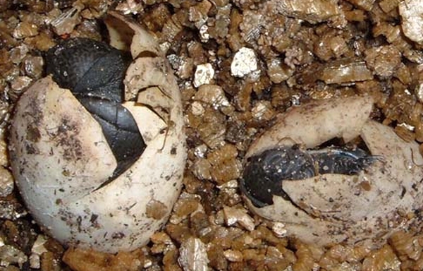 Pelusios castaneus - Westafrikanische Klappbrust-Pelomedusenschildkröte