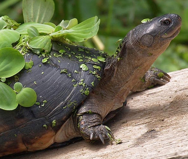 Pelusios castaneus - Westafrikanische Klappbrust-Pelomedusenschildkrte