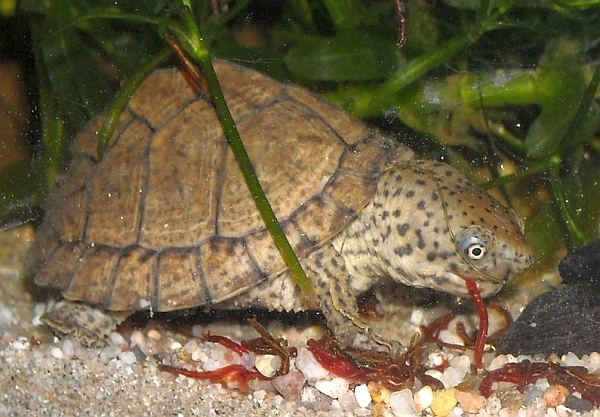 Dach-Moschusschildkröte-Sternotherus carinatus