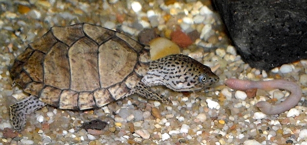 Dach-Moschusschildkrte-Sternotherus carinatus