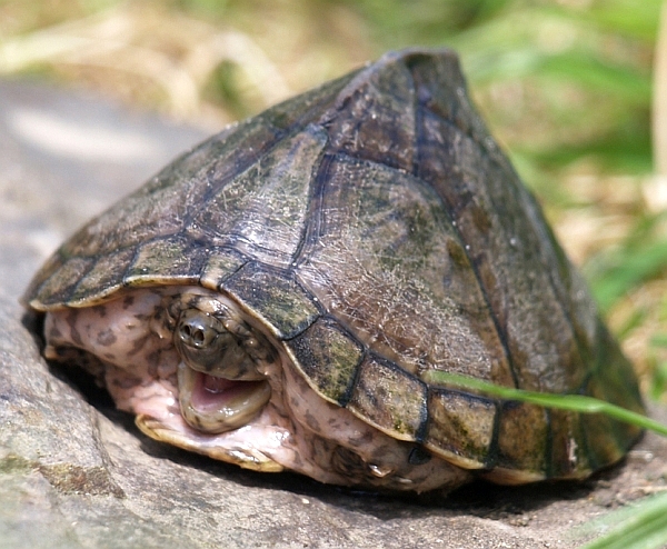 Dach-Moschusschildkröte-Sternotherus carinatus