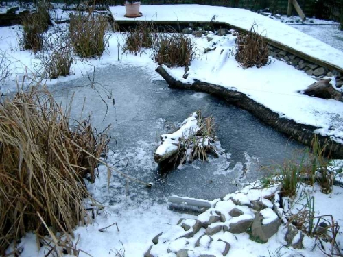 Schildkrtenberwinterung im Freiland