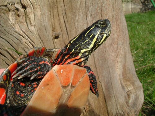 Mittellndische Zierschildkrte - Chrysemys picta marginata