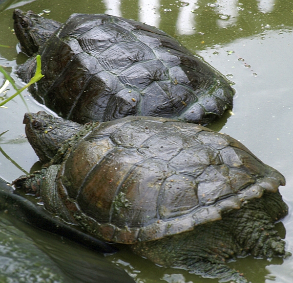 Schnappschildkrte - Chelydra serpentina