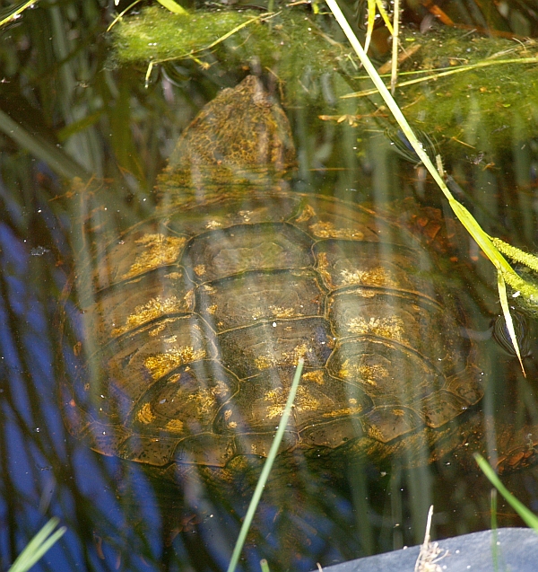 Schnappschildkrte - Chelydra serpentina