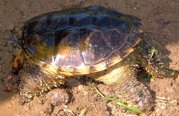 Schnappschildkrte - Chelydra serpentina