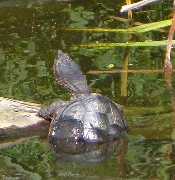 Schnappschildkrte - Chelydra serpentina