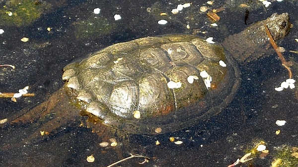 Schnappschildkrte - Chelydra serpentina