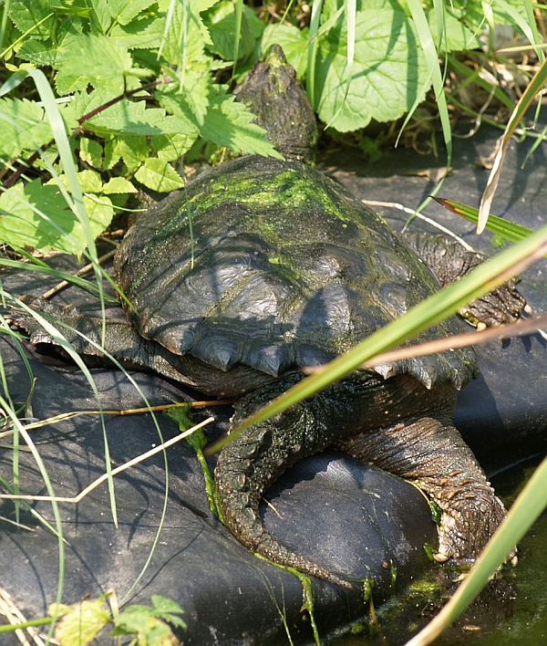 Schnappschildkröte - Chelydra serpentina