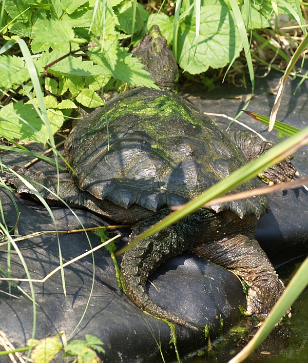 Schnappschildkrte - Chelydra serpentina