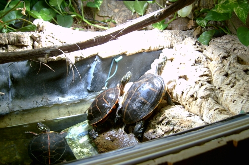 Sdliche Zierschildkrten - Chrysemys picta dorsalis am Sonnenplatz