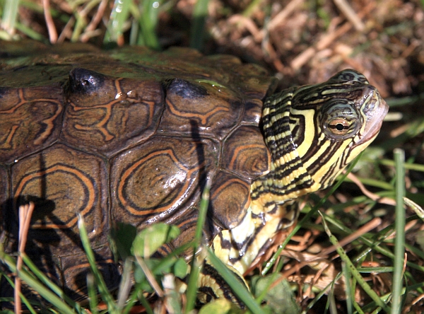 Schwarzknopf-Hckerschildkrte-Graptemys nigrinoda nigrinoda