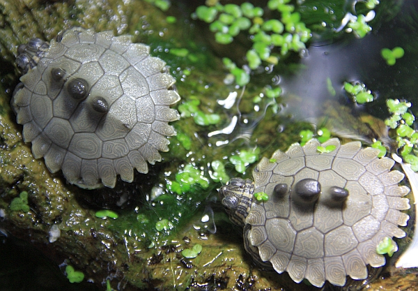 Schwarzknopf-Hckerschildkrte - Graptemys nigrinoda nigrinoda